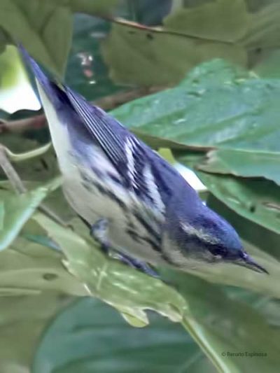 Cerulean-Warbler_3809